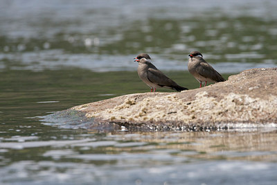 BUITEN BEELD Foto: 155472