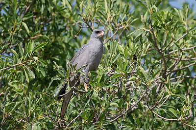 BUITEN BEELD Foto: 155480