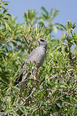 BUITEN BEELD Foto: 155482