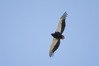 BUITEN BEELD Foto: 155484