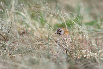 BUITEN BEELD Foto: 155486