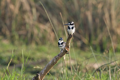 BUITEN BEELD Foto: 155505