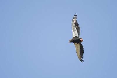 BUITEN BEELD Foto: 155517