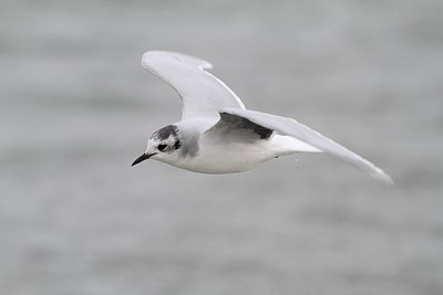 BUITEN BEELD Foto: 155553