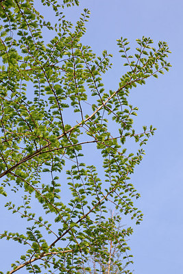 BUITEN BEELD Foto: 155564