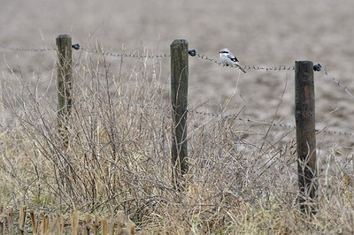 BUITEN BEELD Foto: 155609