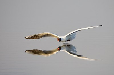 BUITEN BEELD Foto: 155616