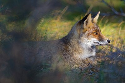 BUITEN BEELD Foto: 155633