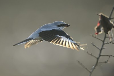 BUITEN BEELD Foto: 155654