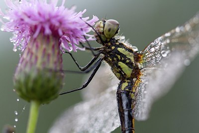 BUITEN BEELD Foto: 155711