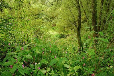 BUITEN BEELD Foto: 155761