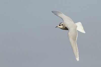 BUITEN BEELD Foto: 155772