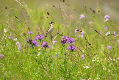 BUITEN BEELD Foto: 155774