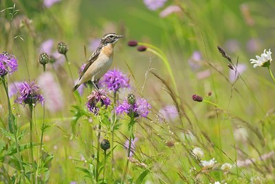 BUITEN BEELD Foto: 155775