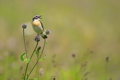 BUITEN BEELD Foto: 155776