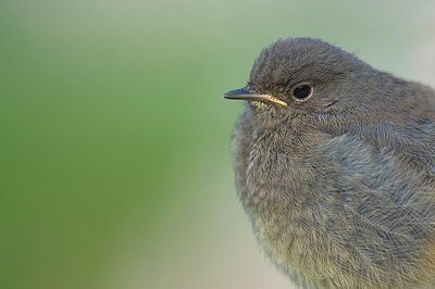 BUITEN BEELD Foto: 155778