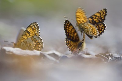 BUITEN BEELD Foto: 155801