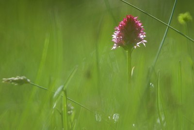 BUITEN BEELD Foto: 155809