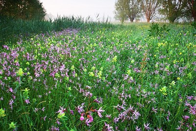 BUITEN BEELD Foto: 155862