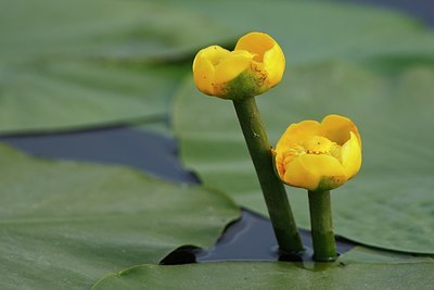 BUITEN BEELD Foto: 155865