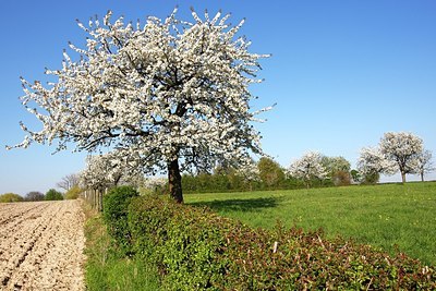 BUITEN BEELD Foto: 155870