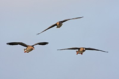 BUITEN BEELD Foto: 155874