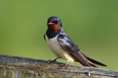 BUITEN BEELD Foto: 155875