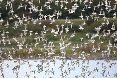 BUITEN BEELD Foto: 155880