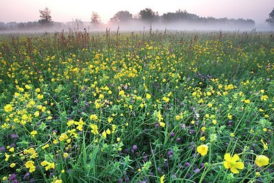 BUITEN BEELD Foto: 155906