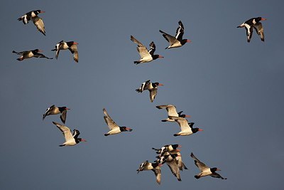BUITEN BEELD Foto: 155973