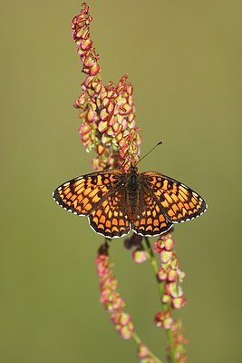 BUITEN BEELD Foto: 155976