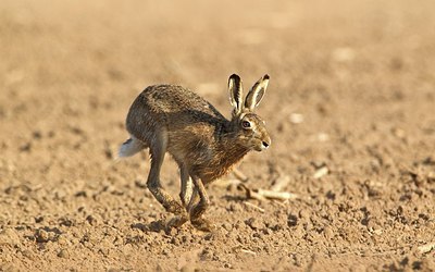 BUITEN BEELD Foto: 156014
