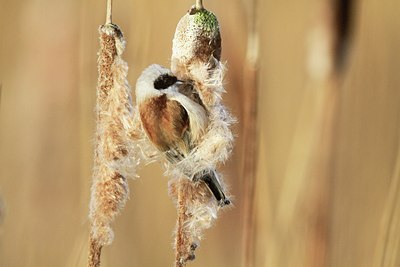 BUITEN BEELD Foto: 156078