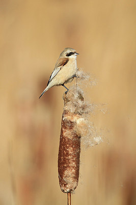 BUITEN BEELD Foto: 156080