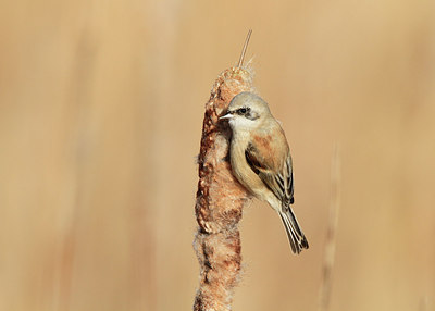 BUITEN BEELD Foto: 156081