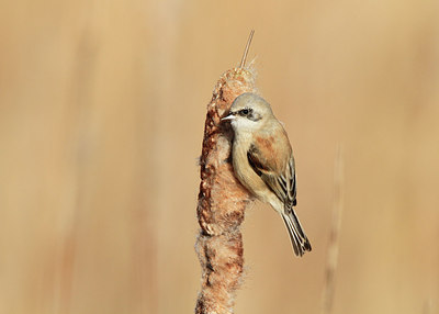 BUITEN BEELD Foto: 156081