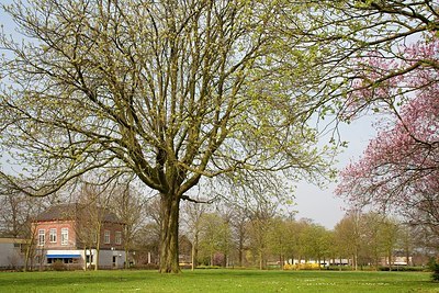 BUITEN BEELD Foto: 156088