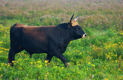 BUITEN BEELD Foto: 156100