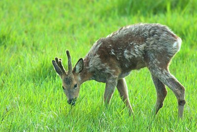 BUITEN BEELD Foto: 156101