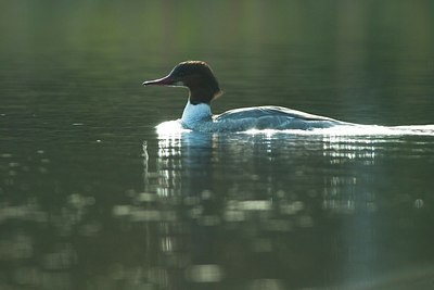 BUITEN BEELD Foto: 156110