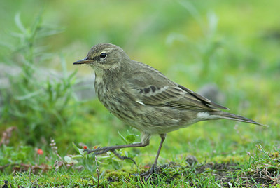 BUITEN BEELD Foto: 156131