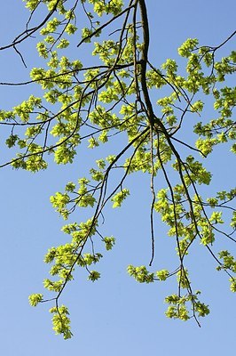 BUITEN BEELD Foto: 156140