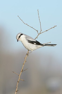 BUITEN BEELD Foto: 156151