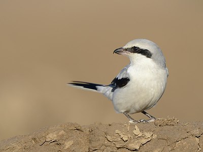 BUITEN BEELD Foto: 156157
