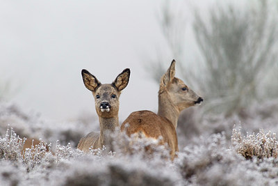 BUITEN BEELD Foto: 156180