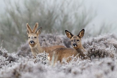 BUITEN BEELD Foto: 156181