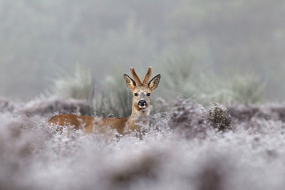 BUITEN BEELD Foto: 156185