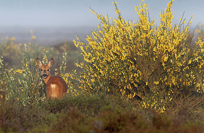 BUITEN BEELD Foto: 156188