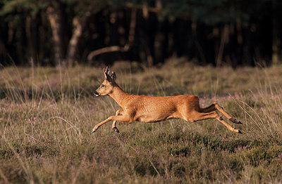 BUITEN BEELD Foto: 156198