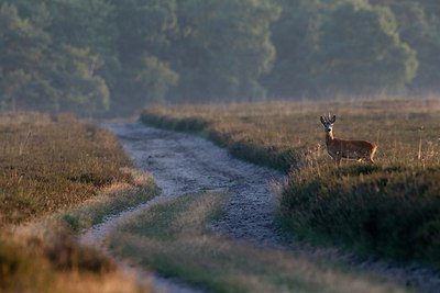 BUITEN BEELD Foto: 156205